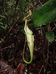 Nepenthes hemsleyana httpsuploadwikimediaorgwikipediacommonsthu