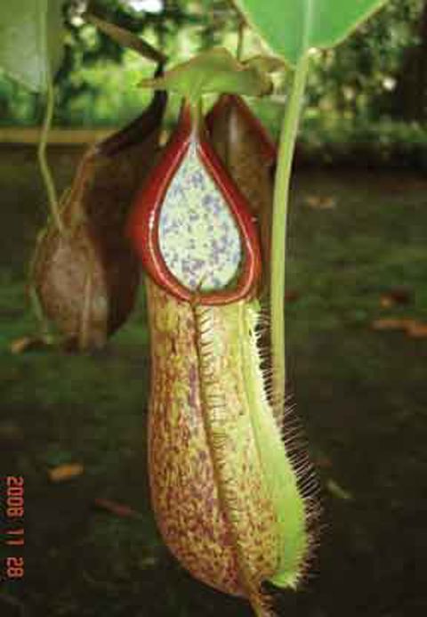 Nepenthes hirsuta Nepenthes hirsuta x spathulata Large Hanging Basket