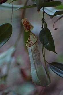 Nepenthes hispida httpsuploadwikimediaorgwikipediacommonsthu