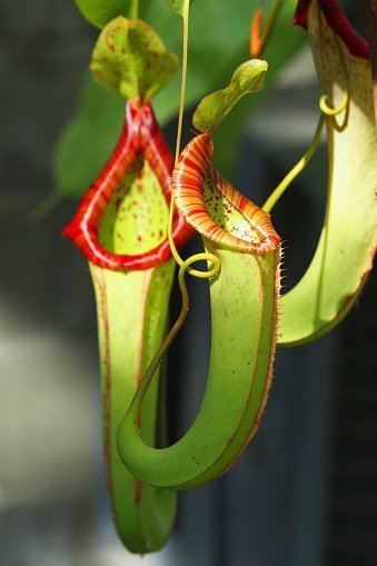 Nepenthes holdenii Nepenthes holdenii