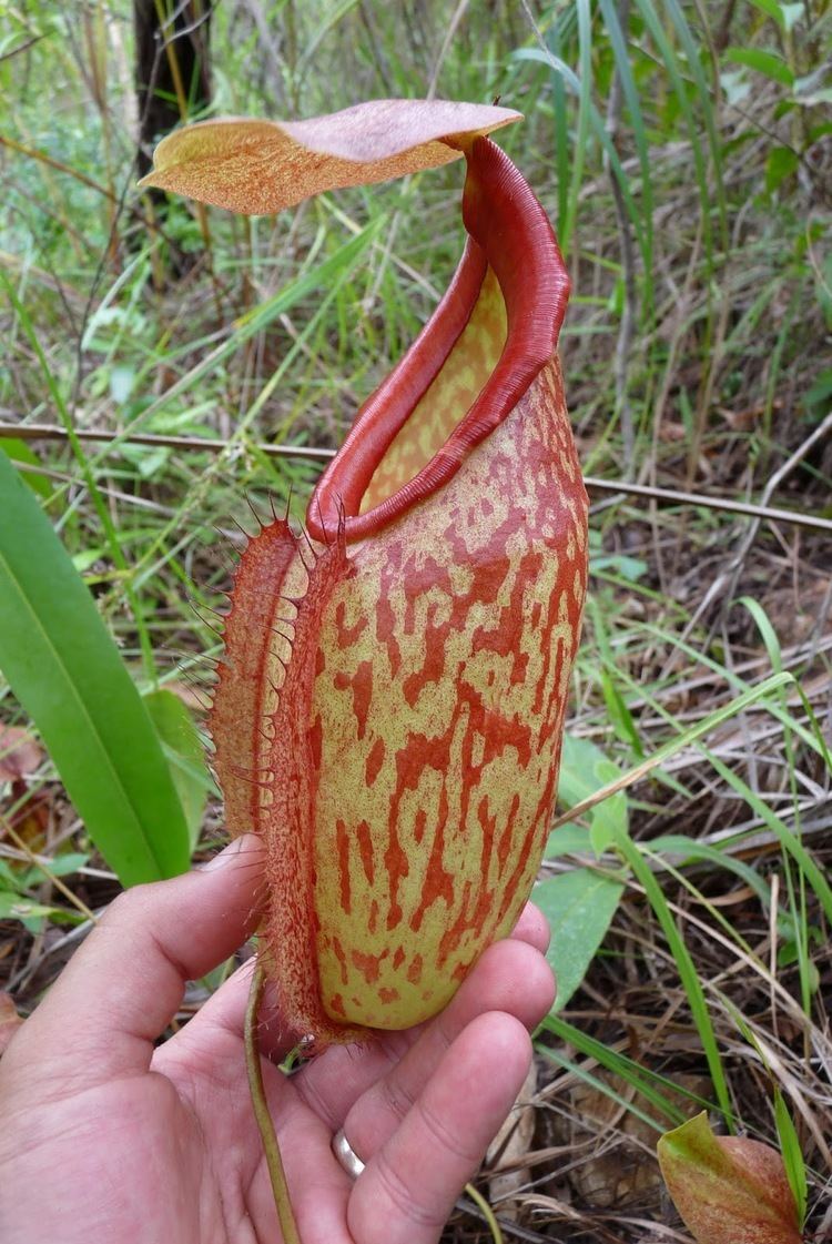 A man's hand holding Nepenthes holdenii
