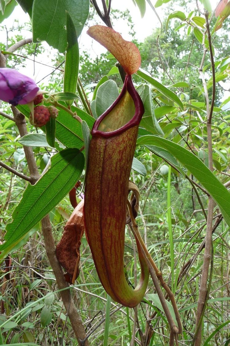 Nepenthes holdenii surrounded by plants