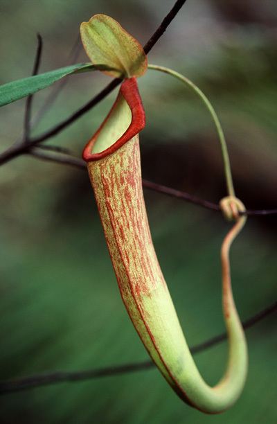 Nepenthes holdenii Nepenthes holdenii