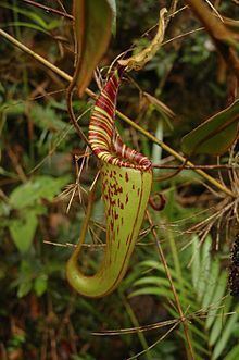 Nepenthes hurrelliana httpsuploadwikimediaorgwikipediacommonsthu