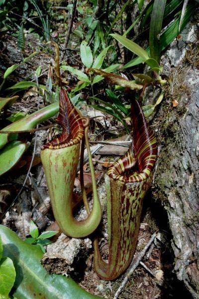 Nepenthes hurrelliana Wild Nepenthes in Borneo Page 2