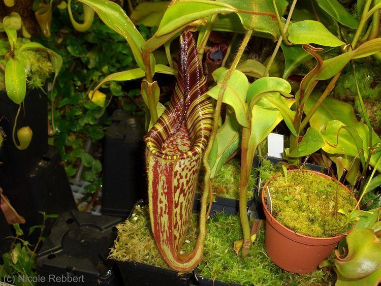 Nepenthes hurrelliana Utriculariende Pictures Bilder Collection of Sammlung von