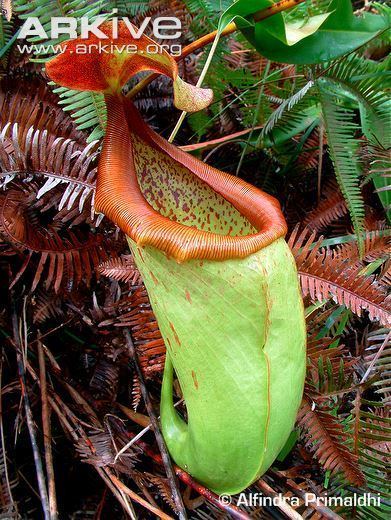 Nepenthes insignis Pitcher plant videos photos and facts Nepenthes insignis ARKive