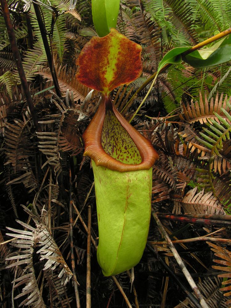 Nepenthes insignis An Expedition to Papua Muskautas