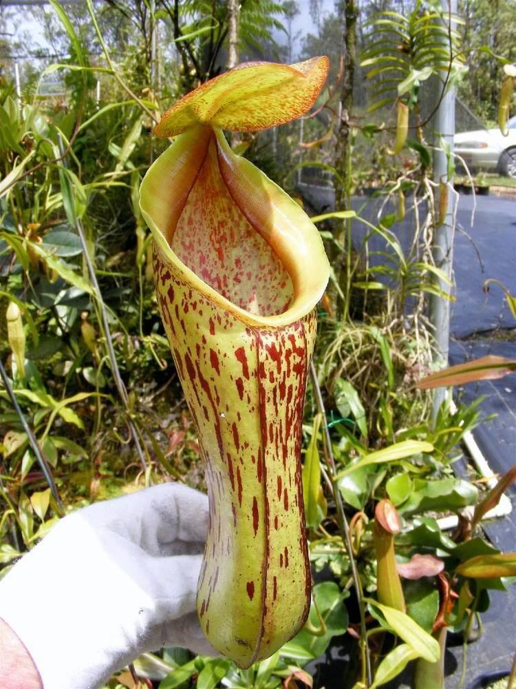 Nepenthes insignis Nepenthes insignis photos
