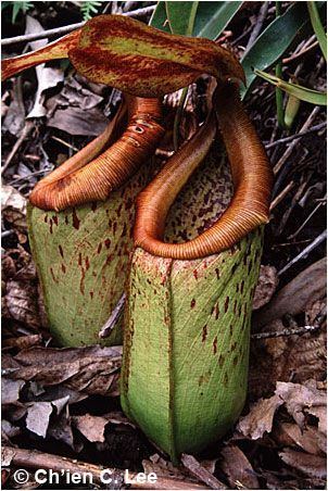 Nepenthes insignis Nepenthes insignis This is the largest pitcher plant in New Guinea