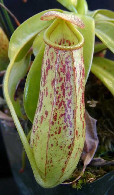 Nepenthes insignis Nepenthes insignis