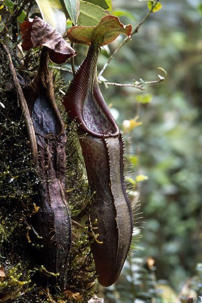 Nepenthes izumiae Nepenthes izumiae Barisan Sumatra