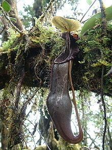 Nepenthes izumiae httpsuploadwikimediaorgwikipediacommonsthu