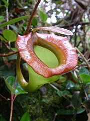 Nepenthes jacquelineae httpsuploadwikimediaorgwikipediacommonsthu