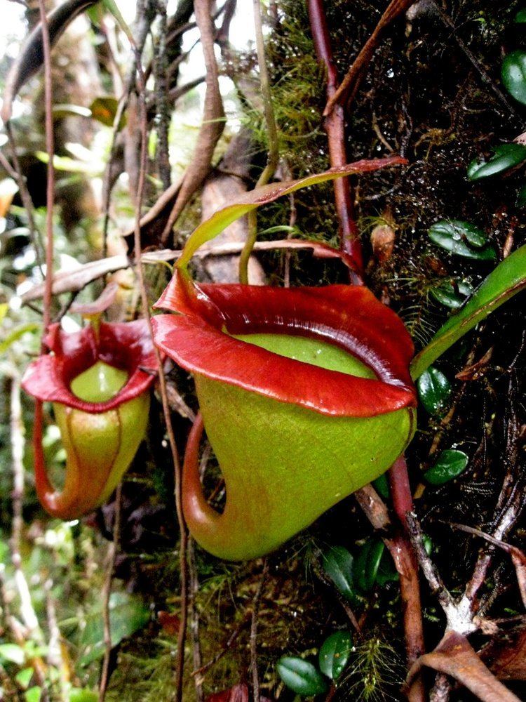 Nepenthes jacquelineae FileNepenthes jacquelineae 3JPG Wikimedia Commons