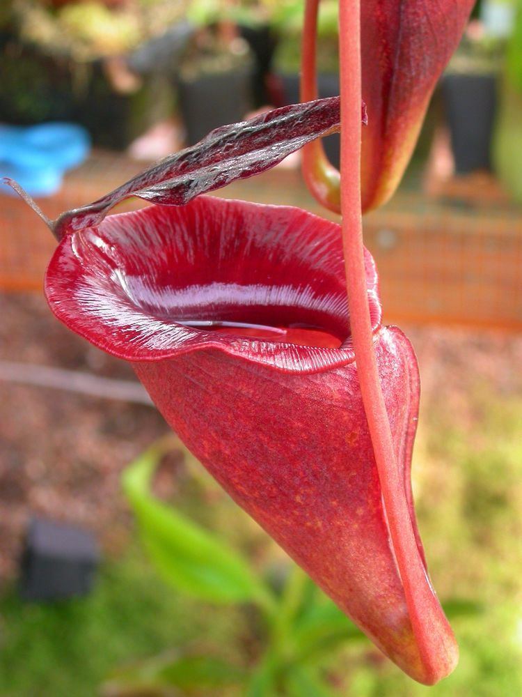 Nepenthes jacquelineae FileNepenthes jacquelineaejpg Wikimedia Commons