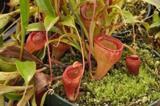 Image result for Nepenthes jamban