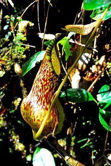 Nepenthes justinae httpsuploadwikimediaorgwikipediacommonsthu