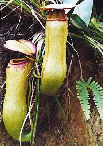 Nepenthes khasiana Nepenthes khasiana Ark of Life stopping extinction