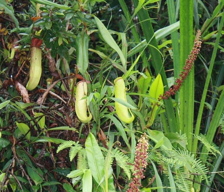Nepenthes khasiana Nepenthes khasiana Pitcher plant Forager Foundation