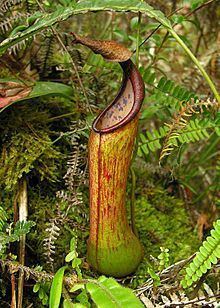 Nepenthes kitanglad httpsuploadwikimediaorgwikipediacommonsthu