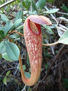 Nepenthes klossii httpsuploadwikimediaorgwikipediacommonsthu