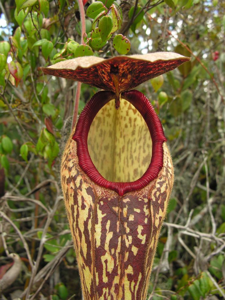 Nepenthes klossii Nepenthes aristolochioides and Nepenthes klossii Two of Indonesia39s