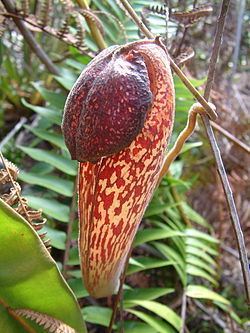 Nepenthes klossii Nepenthes klossii Wikispecies