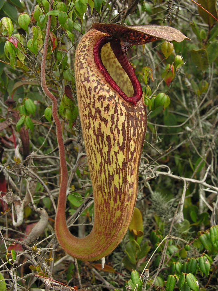 Nepenthes klossii Nepenthes aristolochioides and Nepenthes klossii Two of Indonesia39s