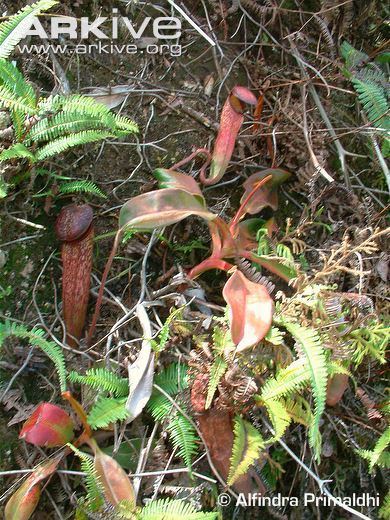 Nepenthes klossii Pitcher plant photo Nepenthes klossii G106797 ARKive