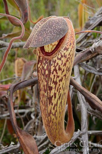 Nepenthes klossii Nepenthes klossii An unusual species Nepenthes and other