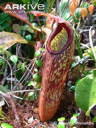 Nepenthes klossii Pitcher plant videos photos and facts Nepenthes klossii ARKive