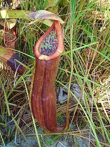 Nepenthes kongkandana httpsuploadwikimediaorgwikipediacommonsthu