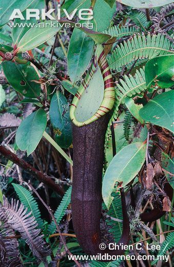 Nepenthes lavicola Pitcher plant videos photos and facts Nepenthes lavicola ARKive