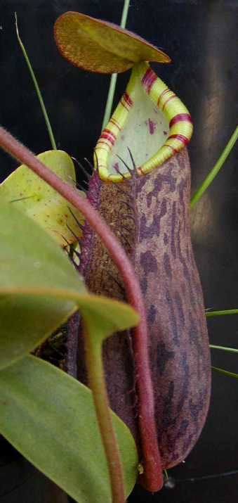 Nepenthes lavicola N lavicola