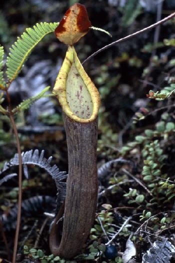 Nepenthes lavicola Nepenthes lavicola Telong