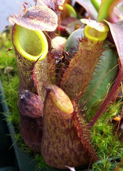 Nepenthes lavicola Nepenthes lavicola photos