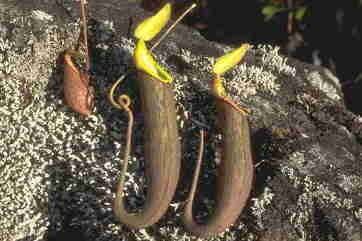 Nepenthes lavicola Nepenthes lavicola