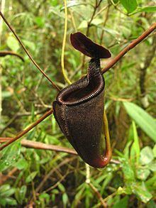 Nepenthes leonardoi httpsuploadwikimediaorgwikipediacommonsthu