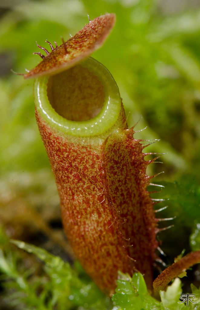 Nepenthes leonardoi Nepenthes leonardoi Ruben Resendiz Flickr