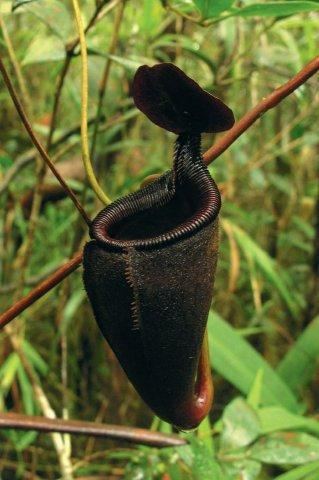 Nepenthes leonardoi Nepenthes leonardoi photos