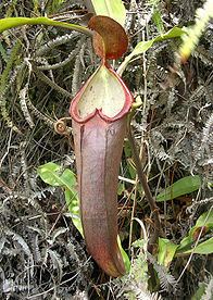 Nepenthes longifolia httpsuploadwikimediaorgwikipediacommonsthu