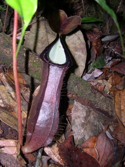 Nepenthes longifolia Wild Nepenthes in Sumatra Page 1