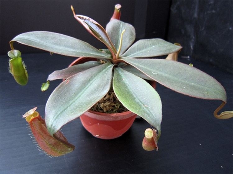 Nepenthes longifolia Nepenthes longifolia 39Red39 Medium Potted NEWLY AVAILABLE SPECIES