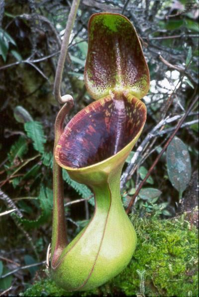 Nepenthes lowii cdnshopifycomsfiles101284692productsnepen