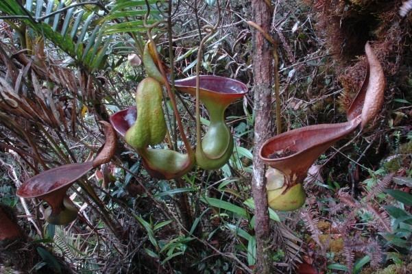 Nepenthes lowii taxo4254 Nepenthes lowii