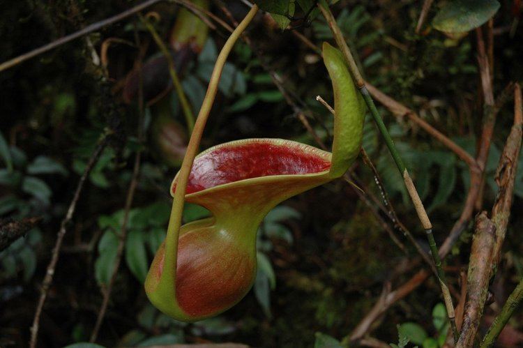 Nepenthes lowii Nepenthes lowii The Lost World Nursery