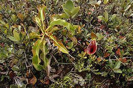 Nepenthes lowii Nepenthes lowii Wikipedia