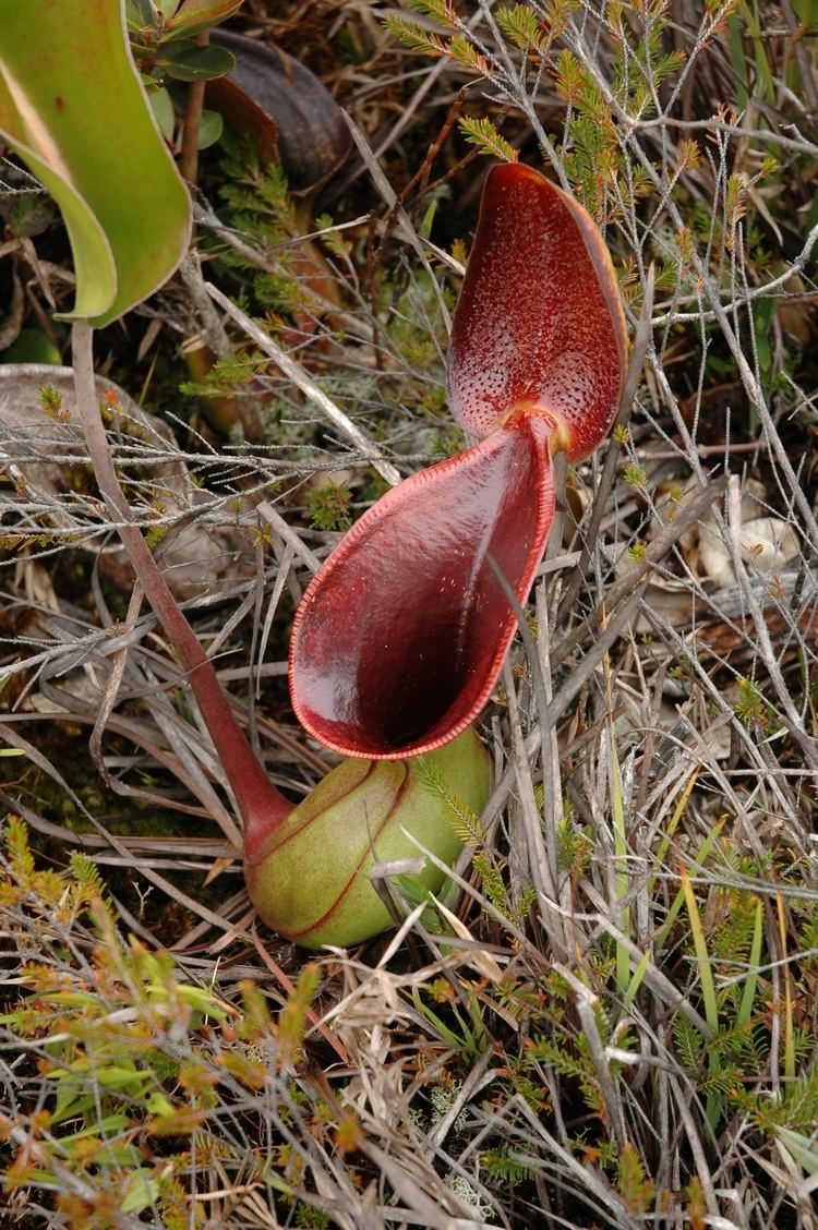 Nepenthes lowii Nepenthes lowii Wikiwand