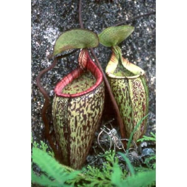 Nepenthes macfarlanei Nepenthes Macfarlanei Seeds Highland Nepenthes Seeds